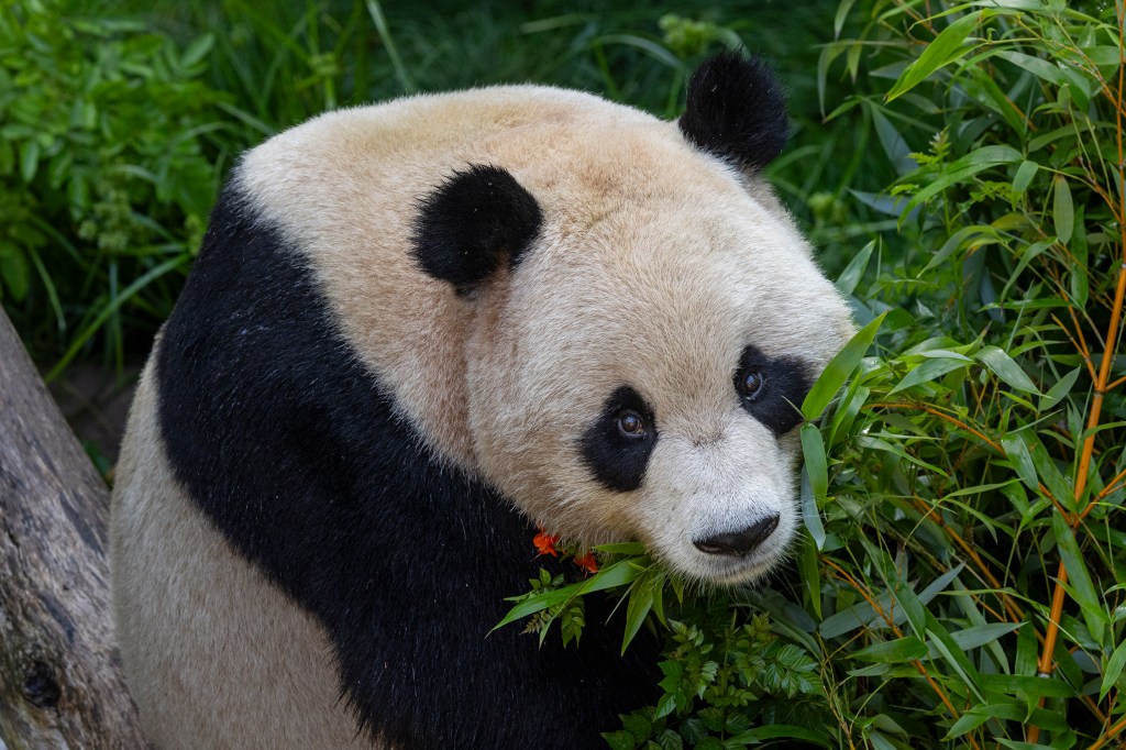 Primeras fotos de los pandas gigantes que llegaron al famoso San Diego&nbsp;Zoo